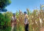 Pemantauan Panen Jagung oleh Bhabinkamtibmas Desa Rasabou dalam Mendukung Ketahanan Pangan Nasional