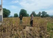 Pemantauan Lahan untuk Mengembangkan Tanaman Jagung dalam Mendukung Program Ketahanan Pangan Nasional