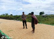 Dukung Ketahanan Pangan, Bhabinkamtibmas Hu’u Dampingi Warga Jemur Jagung di Dompu