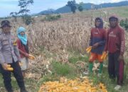 Dukung Ketahanan Pangan, Bhabinkamtibmas Desa Talonang Baru Lakukan Pendampingan Panen Jagung