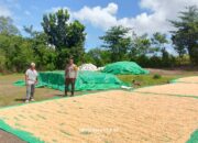 Polsek Hu’u Kembali Hadir Dukung Ketahanan Pangan, Bhabinkamtibmas Pantau Langsung Proses Jemur Jagung Warga