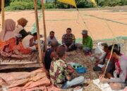 BKTM Nanga Tumpu Dampingi Warga Panen Jagung, Dorong Kemandirian Pangan Menuju Indonesia Emas 2045