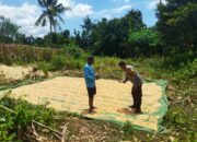 Dari Pekarangan ke Harapan: Kiprah Bhabinkamtibmas Kampasi Meci di Tengah Hangatnya Jagung yang Dijemur