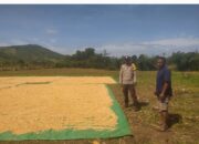 Bhabinkamtibmas Desa Ranggo Pantau Proses Penjemuran Jagung, Dukung Ketahanan Pangan Indonesia Emas 2045