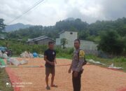 Panen Raya Jagung di Desa Jambu: Langkah Nyata Menuju Ketahanan Pangan Nasional