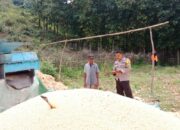 Dukung Ketahanan Pangan Nasional, Bhabinkamtibmas Desa Lepadi Pantau Langsung Panen Jagung Warga