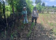 Polsek Dompu Kembali Tunjukkan Komitmen: Pantau Lahan Jagung Warga untuk Dukung Ketahanan Pangan Nasional