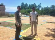 Bhabinkamtibmas Kawal Panen Jagung di Mbuju, Dukung Program Ketahanan Pangan Menuju Indonesia Emas