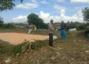 Bhabinkamtibmas Simpasai Laksanakan Pemantauan Panen Jagung Dukung Ketahanan Pangan