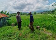 Bhabinkamtibmas Desa Bantulanteh Sambangi Sawah Warga, Beri Motivasi dan Edukasi Petani