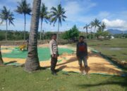 Bhabinkamtibmas Mbuju Pantau Panen Jagung, Wujud Nyata Dukungan Terhadap Ketahanan Pangan Nasional