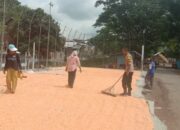 Dukung Ketahanan Pangan, Aiptu Purwanto Pantau Panen Jagung di Desa Rababaka