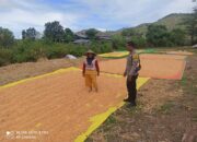 Bhabinkamtibmas Jambu Pantau Penjemuran Jagung, Dukung Program Ketahanan Pangan Nasional