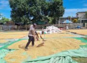 Bhabinkamtibmas Desa Adu Dampingi Warga Jemur Jagung, Dukung Program Ketahanan Pangan Menuju Indonesia Emas