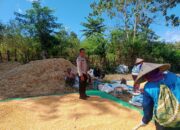 Bhabinkamtibmas Woko Dampingi Panen Jagung Dukung Ketahanan Pangan Nasional