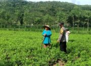 Optimalisasi Pekarangan: Peran Aktif Bhabinkamtibmas