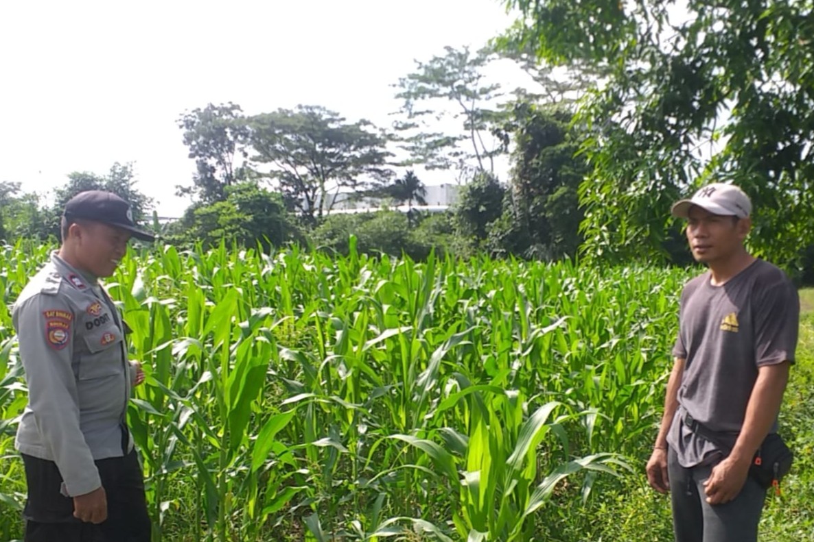 Bhabinkamtibmas Jagaraga dan Petugas PPL Cek Langsung Kondisi Pertanian Jagung di Kuripan