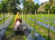 DDS Bhabinkamtibmas Dorong Produksi Cabai dan Keamanan Desa