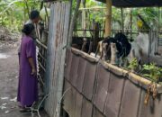 Kepolisian Batulayar Aktif Dukung Program Ketahanan Pangan Pemerintah