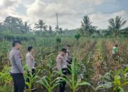 Polres Lombok Tengah Tinjau Lahan Jagung Warga, Perkuat Ketahanan Pangan Dukung Asta Cita Presiden RI