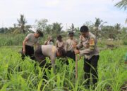 Polres Loteng Tinjau Lahan Jagung Warga, Perkuat Ketahanan Pangan Dukung Asta Cita Presiden RI