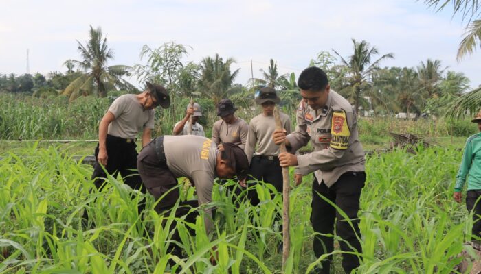 Polres Loteng Tinjau Lahan Jagung Warga, Perkuat Ketahanan Pangan Dukung Asta Cita Presiden RI