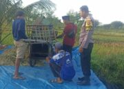 Polres Loteng Turun Langsung, Tinjau Panen Padi dan Perkuat Ketahanan Pangan Masyarakat. ‎