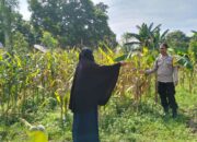 Polres Lombok Barat Dorong Produktivitas Jagung Lewat Pendampingan Petani