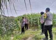 Panen Raya Jagung di Lombok Barat: Polres Pastikan Keamanan dan Kelancaran
