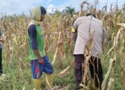 Polri Terjun ke Sawah: Dukungan Nyata untuk Petani Jagung Lombok Barat