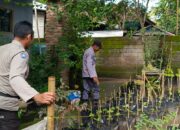 Bhabinkamtibmas Kuripan Edukasi Warga Soal Ketahanan Pangan Lokal