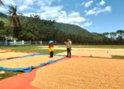 Pantau Ketahanan Pangan, Bhabinkamtibmas Desa Sawe Sambangi Warga yang Jemur Jagung