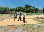 Bhabinkamtibmas Dampingi Warga Jemur Jagung Dukung Ketahanan Pangan Menuju Indonesia Emas 2045