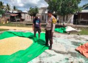 Bhabinkamtibmas Cempi Jaya Dampingi Petani Saat Pengemasan Jagung