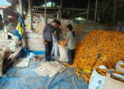 Bhabinkamtibmas Desa Pasir Putih Lakukan Monitoring Ketahanan Pangan di Tengah Panen Jagung