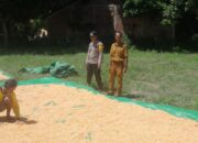 Bhabinkamtibmas Desa Daha Pantau Warga Jemur Jagung di Dusun Foo Kompo