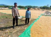 Dukung Ketahanan Pangan Nasional, Bhabinkamtibmas Desa Marada Pantau Penjemuran Jagung Warga