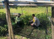 Bhabinkamtibmas Desa Katua Dorong Pemanfaatan Pekarangan untuk Tanaman Pangan