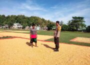 Dukung Ketahanan Pangan, Bhabinkamtibmas Desa Cempi Jaya Pantau Langsung Kegiatan Panen Jagung Warga