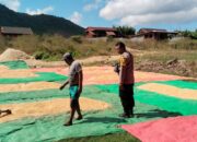 Bhabinkamtibmas Taropo Pantau Proses Penjemuran Jagung Warga Dukung Program Ketahanan Pangan