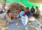 Bhabinkamtibmas Desa Kiantar Dampingi Warga Panen Jagung, Dukung Ketahanan Pangan Lokal