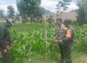 Kolaborasi Bhabinkamtibmas dan Babinsa Desa Goa Terus Bergerak Dampingi Petani Jagung Sukseskan Ketahanan Pangan Nasional