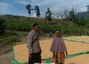 Wujudkan Ketahanan Pangan, Bhabinkamtibmas Desa Adu Pantau Penjemuran Jagung Milik Warga
