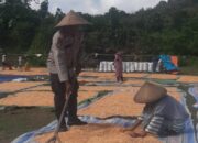 Bhabinkamtibmas Kelurahan Nungga Bantu Jemur Jagung Warga, Dukung Program Ketahanan Pangan