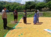 Dukung Ketahanan Pangan Nasional, Bhabinkamtibmas Desa Marada Lakukan Pemantauan Hasil Panen Warga