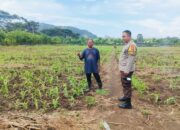 Sukses Panen Jagung, Bhabinkamtibmas Desa Sekongkang Bawah Motivasi Petani pada Musim Tanam II, Wujudkan Program Asta Cita