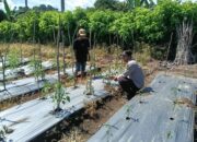 Bhabinkamtibmas Desa Bukit Damai Dampingi Warga Dalam Program Ketahanan Pangan Bergizi