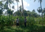 Dukung Program Asta Cita Swasembada Pangan, Bhabinkamtibmas Desa Senayan Sambangi Petani Jagung Musim Tanam Tahap II