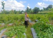 DDS Polsek Gerung Perkuat Ketahanan Pangan Desa Beleka