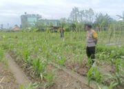 DDS Bhabinkamtibmas Desa Beleka, Sinergi Polri-Petani Jaga Ketahanan Pangan